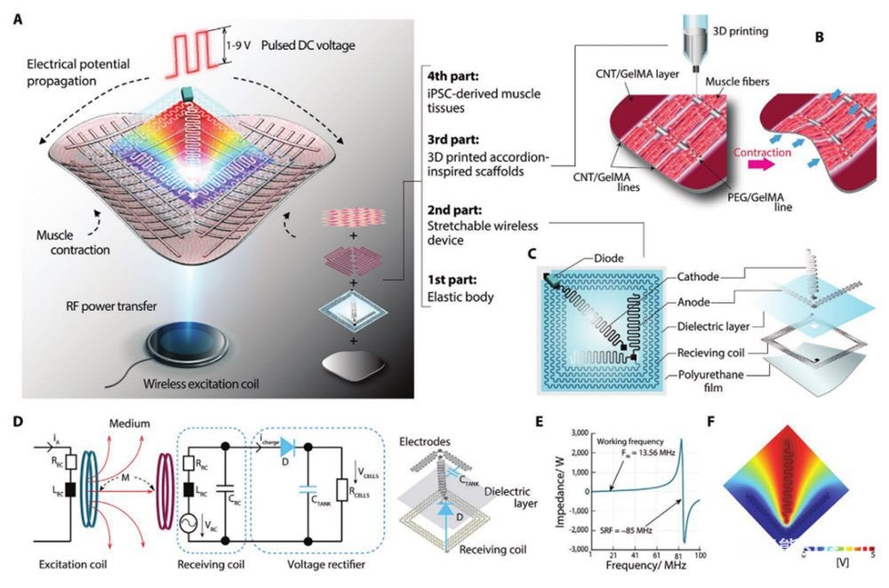 無線供電 3D 列印生物混合機器人